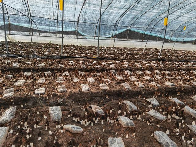 1649815848332161.jpeg 17-09-10-13-283825.jpeg