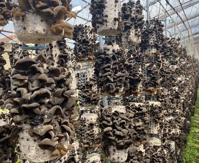 1649816365170384.jpeg 17-05-50-29-283825.jpeg