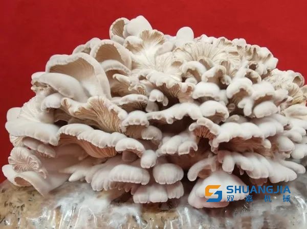 1651109997169195.jpg 08-41-34-87-283825.jpg