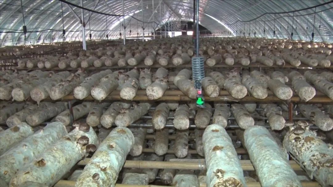 1654649817175412.jpeg 17-23-35-70-283825.jpeg